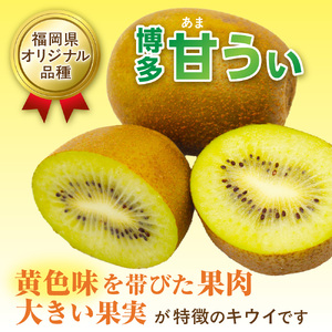 【2026年収穫分 先行予約!】福岡県ブランド！キウイフルーツ「博多甘うぃ」1箱約3.6kg【ほたるの里】_HA0434