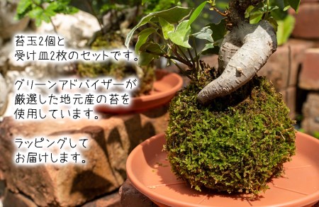 観葉植物  寄せ植え 苔玉 2個 セット 受け皿 観葉植物