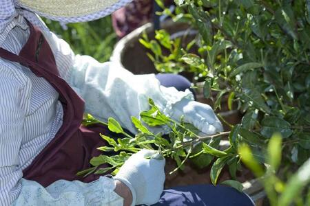 手摘み茶園を応援！手摘み茶を五感で味わうセット