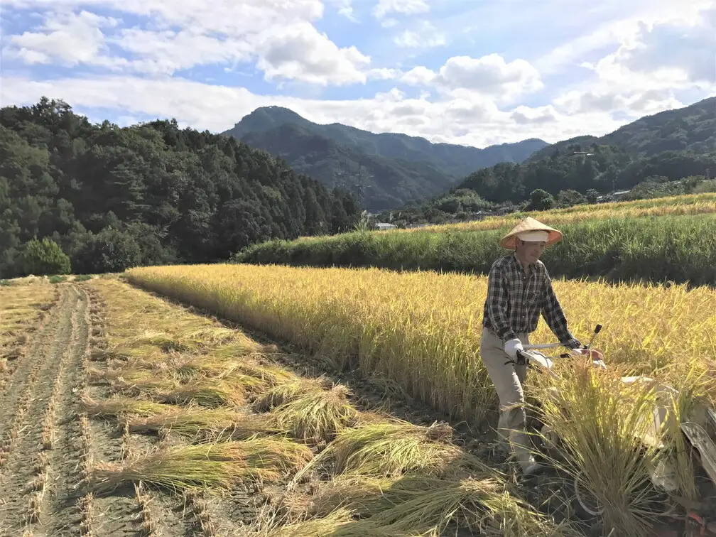 【2026年先行予約】【令和8年産】定期 3ヶ月 姨捨の棚田 プレミアムコシヒカリ 「 棚田姫 」 5kg| コシヒカリ