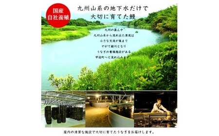 【甲佐ブランド】 うなぎ 蒲焼き 2尾 【こうさんもん認定商品】熊本産 国産 総重量300ｇ以上 - うなぎ 鰻 蒲焼 国産 熊本産 こうさんもん 甲佐ブランド 甲佐町特産 蒲焼き ふっくら 冷凍 熊本県 甲佐町