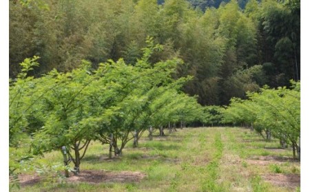 【0.5kg】青実山椒（枝付）初期物 