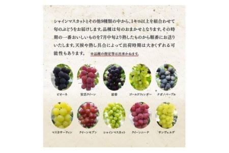 宮崎県産 シャインマスカットと旬のぶどう詰め合わせ 1.3kg【先行予約 フルーツ 先行受付 ブドウ 期間限定 葡萄 数量限定 九州産 宮崎県産 川南町産 ぶどう】