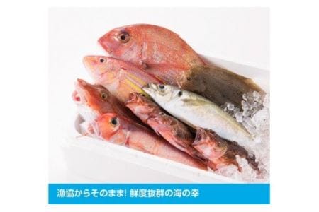 『日向灘海の幸』通浜鮮魚セット 【 鮮魚 魚介 セット 新鮮 漁協直送 刺身 海の幸 魚介類 】