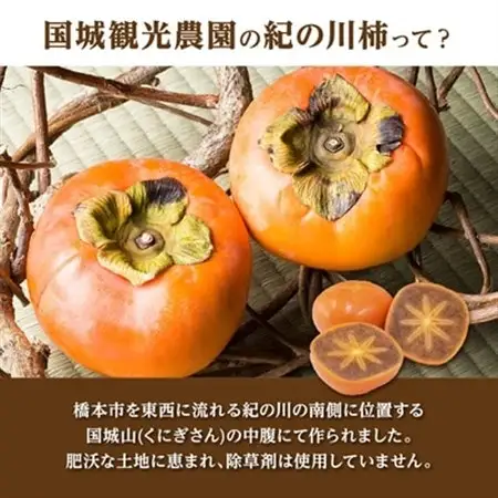 【2026年度発送分】国城観光農園の紀の川柿11～12個(2L～3Lサイズ)_柿　紀の川柿　橋本市産柿　渋柿_【1077105】