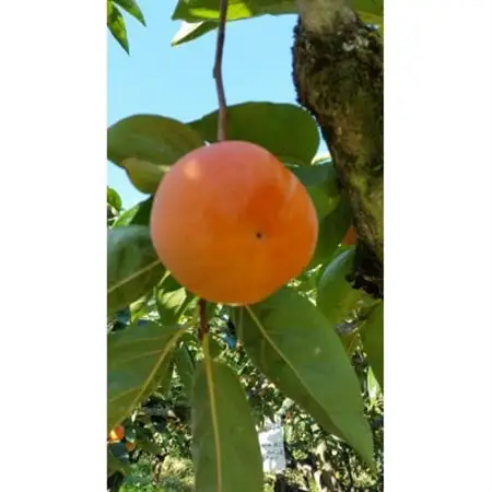 国城観光農園の富有柿9個入り(2Lサイズ)_柿　富有柿　橋本市産柿　甘柿_【1087791】