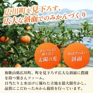 頑固オヤジの 有田 みかん 5kg / 温州みかん 有田みかん 甘い 和歌山 柑橘 ※2026年11月中旬～2027年1月下旬頃に順次発送 【krf004-r-5A】