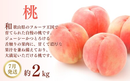 フルーツ 定期便 フルーツ 3回 果物 和歌山【tkb114】