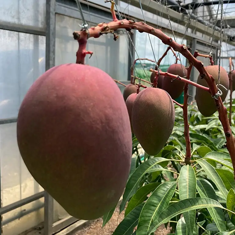 【 先行予約 2026年 発送】 沖縄の太陽を浴びた芳醇なマンゴー 1kg ( 秀品 ) 沖縄県産 マンゴー アップルマンゴー アーウィンマンゴー 1キロ 国産 完熟マンゴー 果物 南国 くだもの フルーツ 完熟 夏 旬 沖縄 お取り寄せ 産地直送 農家直送 糸満市 90-3