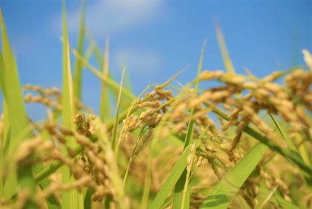 【令和7年産】茨城県産コシヒカリ10kg（5kg×2袋）精米JA茨城むつみ _CL05 ※2025年10月下旬頃より順次発送予定