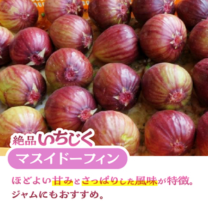 いちじく 朝採り マスイドーフィン 400g×4パック 期間限定 冷蔵 絶品 とれたて 果物 フルーツ 減農薬 減肥料 富士市 【配送不可地域：沖縄・離島】 [sf001-074]