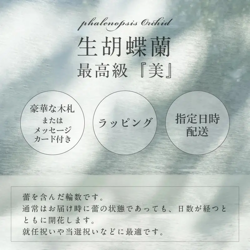 5本立て 胡蝶蘭 50輪～60輪 白色【木製大型木札 または メッセージカード 付き】