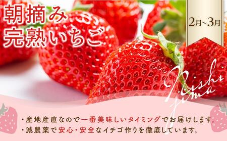 【年5回 フルーツ定期便】季節のフルーツセット【いちご スイカ マンゴー メロン】