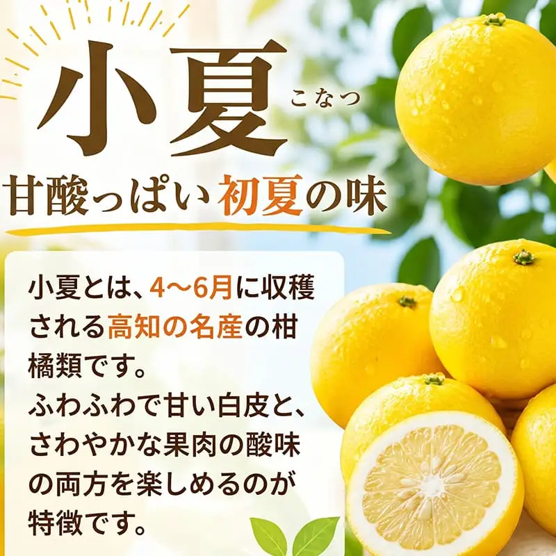 訳あり小夏 (果物) 2.5kg【小夏】