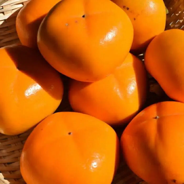 【秋の味覚】和歌山産たねなし柿2L～4Lサイズ約4kg（化粧箱入り）★2026年10月頃より順次発送［TM192］