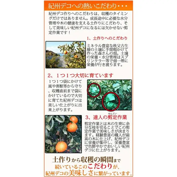 完熟紀州デコ(不知火) 約3kg　果肉プリプリ♪［2027年2月下旬以降発送］［先行予約］［UT42］