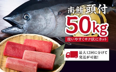 【 定期便 】 特選 寿司 用 南まぐろ 1本 頭付き （ 1～12回 配送 ） M005-T08 冷凍 マグロ 定期