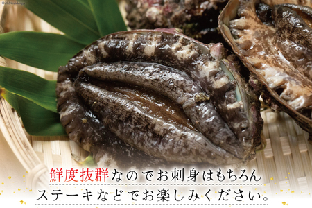 海鮮 魚介 専門問屋が送る 三陸 天然 アワビ (4個入) [マルヤ五洋水産 宮城県 南三陸町 30al0001]