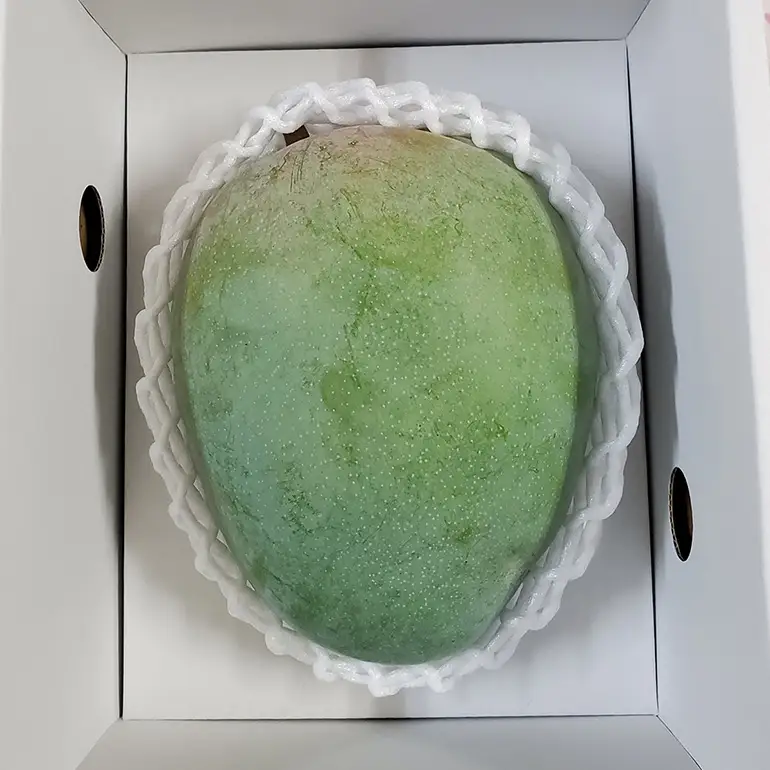 【 先行予約 2026年 発送 】 濃厚な大人の味 沖縄県「 キーツマンゴー 」1kg 沖縄県産 マンゴー 1キロ 緑色 希少 国産 果物 南国 くだもの フルーツ 夏 旬 特産品 沖縄 お取り寄せ 産地直送 農家直送 甘い かしみ園 濃厚 糸満市 18-3