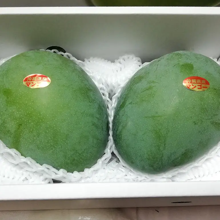 【 先行予約 2026年 発送 】 濃厚な大人の味 沖縄県「 キーツマンゴー 」2kg 沖縄県産 マンゴー 2キロ 緑色 希少 国産 果物 南国 くだもの フルーツ 夏 旬 特産品 沖縄 お取り寄せ 産地直送 農家直送 甘い かしみ園 濃厚 糸満市 18-1