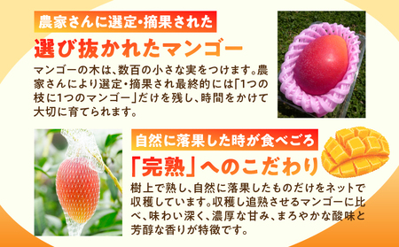 【2026年発送先行予約】《数量・期間限定》完熟！宮崎マンゴー 特秀 大玉3Lサイズ 2玉化粧箱入り 国産 マンゴー 特秀品 2玉 化粧箱 化粧箱入り 完熟 大玉 3L 冷蔵 フルーツ 果物 旬の果物 くだもの 特産品 お取り寄せ 贈答 ギフト