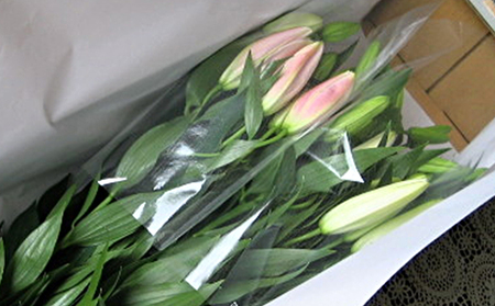 産地直送 オリエンタルユリ生花（切花）ミックス6本セット 