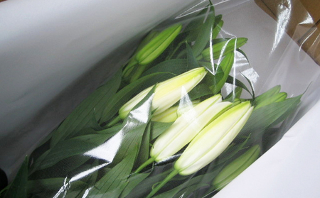 産地直送 オリエンタルユリ生花（切花）白色6本セット 