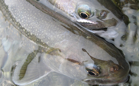 遊漁年券B渓流魚等 チケット 