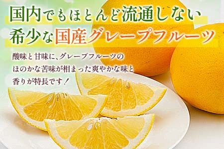 ★テレビで紹介された★ 数量限定 グレープフルーツ 月夜実 白 つくよみ 計4kg以上_BC102-24