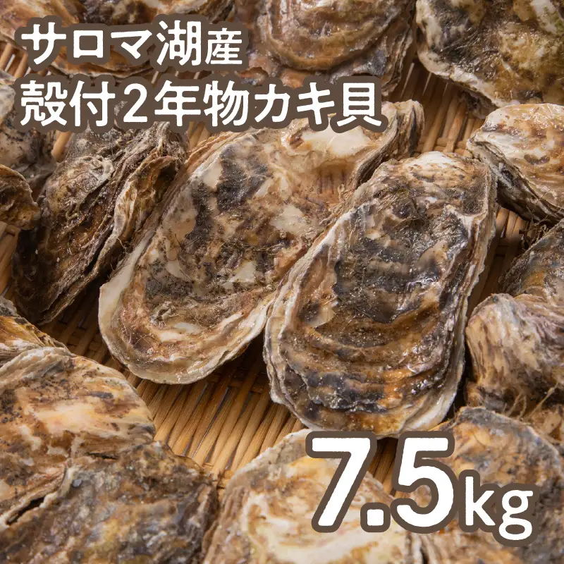 【予約：2026年10月より順次発送】【カキナイフ付】海のミルクサロマ湖産殻付2年物カキ貝 7.5kg 60～75個入 ( 魚介類 海鮮 魚介 牡蠣 かき カキ )【031-0019-2026】