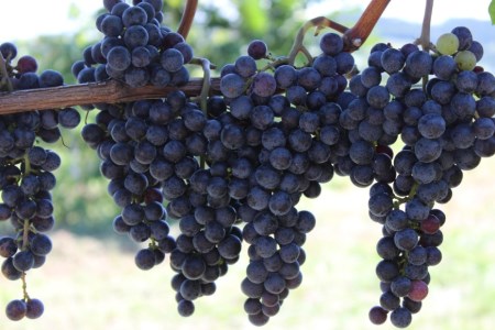 赤ワイン 安曇野メルロー 750ml 1本 [シャトー・メルシャン 勝沼ワイナリー 長野県 池田町 48110298]