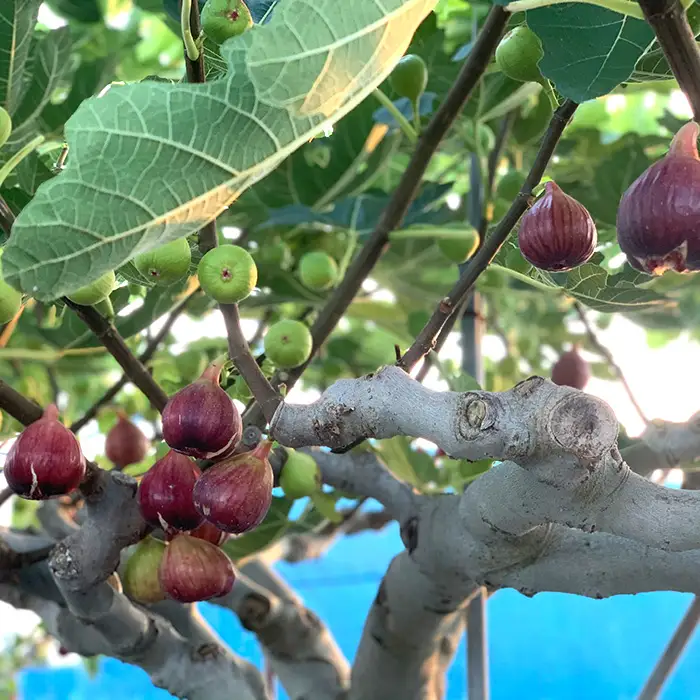 いちじく 朝採り 【2026年配送】　約2kg ／ 無花果 イチジク フルーツ くだもの 果物 果実 朝採れ 新鮮 農家直送 河南町産 大阪府 特産品 No.141
