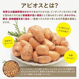 世界三大健康野菜 アピオス 1キロ