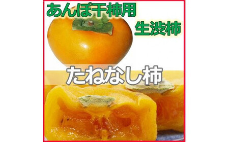 柿 生渋柿（平たねなし柿）あんぽ柿用 T軸枝無  約4.5～5kg 約24～30個 AP【art003B】