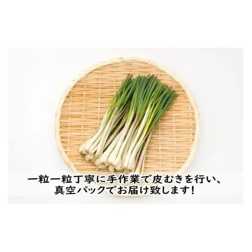 島らっきょう（500g）AZ106
