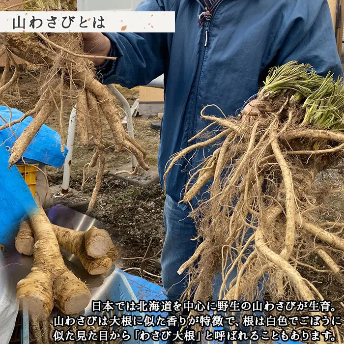 2946. 山わさび醤油漬け 100g 3瓶 薬味 辛味 調味料 弟子屈町 ワサビ 山葵 手づくり ホースラディッシュ おかず ご飯のお供 お取り寄せ グルメ gift ギフト 送料無料  北海道 弟子屈町