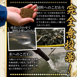 うなぎ 無投薬 鹿児島県産 ＜上＞(合計280g以上)  うなぎ 【西日本養鰻】A60-v01