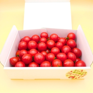 井下とまと園の完熟 フルーツトマト 約1kg 果物類 野菜 