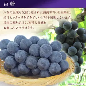 【先行受付】【2026年7月～8月発送予定】九州・福岡フルーツ王国八女から直送！巨峰［ぶどう］４パック（約1.2kg）＜配送不可：北海道・沖縄・離島＞ 巨峰 ブドウ フルーツ デザート 旬 果物 直送 果汁 みずみずしい 福岡県 八女市 072-006