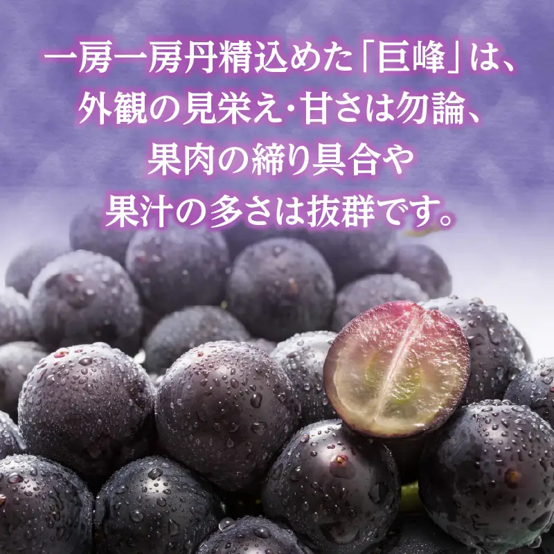 【先行受付】種なし 巨峰 1.4kg（350g×4パック）｜2026年7月上旬～発送予定 産地直送 種なし巨峰 甘い巨峰 ジューシーな巨峰 大粒な巨峰 002-006