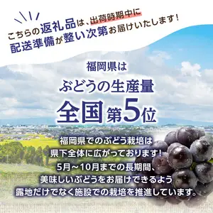 【先行受付】博多ピオーネ 1.4kg（約350g×4パック）【ＪＡふくおか八女】｜7月上旬～発送予定 ぶどうピオーネ 上品な香りのぶどうピオーネ 食べ応えがあるぶどうピオーネ 丁寧に育てたぶどうピオーネ 豊富な果汁のぶどうピオーネ ＪＡふくおか八女ぶどうピオーネ 八女市ぶどうピオーネ 002-007