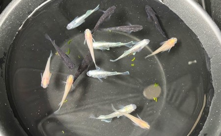 菊まるめだかの【イチオシめだか３種セット】計24匹 生き物 メダカ お魚 ペット 