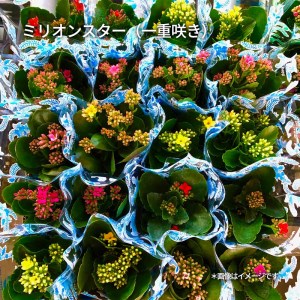 カラフルな色合いが人気の「カランコエ」おまかせ20鉢(三寸鉢)