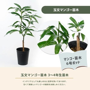 2026年1月中旬～発送【観葉植物】玉文(ぎょくぶん)マンゴー苗木 6号ポット 3～4年生苗木 前園植物園 IB002-021  観葉植物 ※北海道・沖縄・離島配送不可