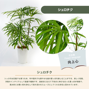 2026年1月中旬～発送【観葉植物】シュロチク100cm～120cm 前園植物園 IB002-013 観葉植物 ※北海道・沖縄・離島配送不可