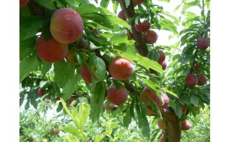 ＜2026年発送先行予約＞すもも「サマーエンジェル」10～13玉入り×2箱約3ｋｇ ALPAA015