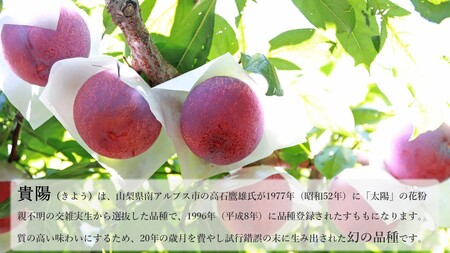 ＜2026年発送先行予約＞すもも「貴陽」約1.8ｋｇ ALPAA024