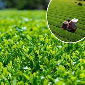 不老のしずく(特上玉緑茶)【A7-055】