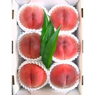 No.1522【限定50セット】★園主セレクト 5種類の吟壌桃 食べ比べコース★【全4回発送】【2026年発送】