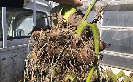 山形市の伝統野菜 村木沢の「悪戸いも」ねっとり食感里芋 2kg FZ26-870